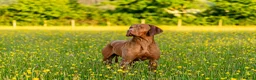 Hungarian Vizsla dogs for stud: KC Registered Hungarian Vizsla  - Advert 5