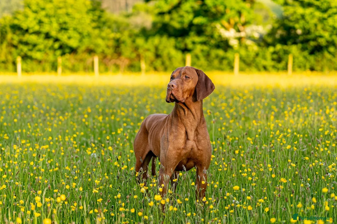 Hungarian Vizsla dogs for stud: KC Registered Hungarian Vizsla  - Advert 5