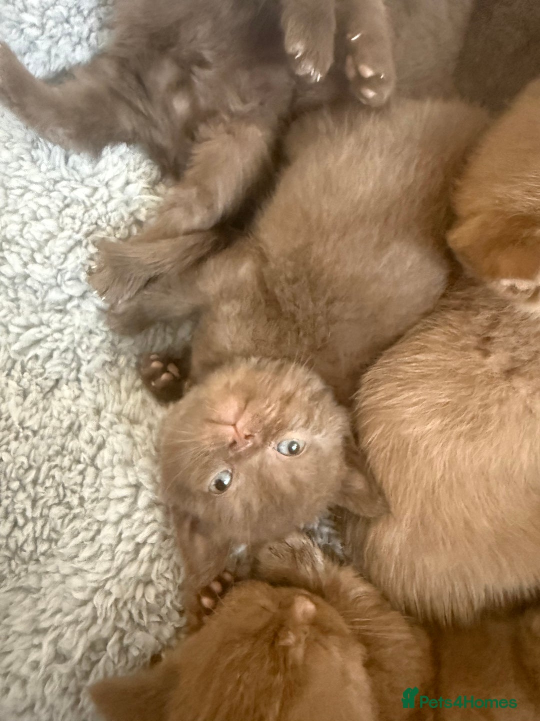 British Shorthair cats for sale: British shorthair kittens  - Image 25