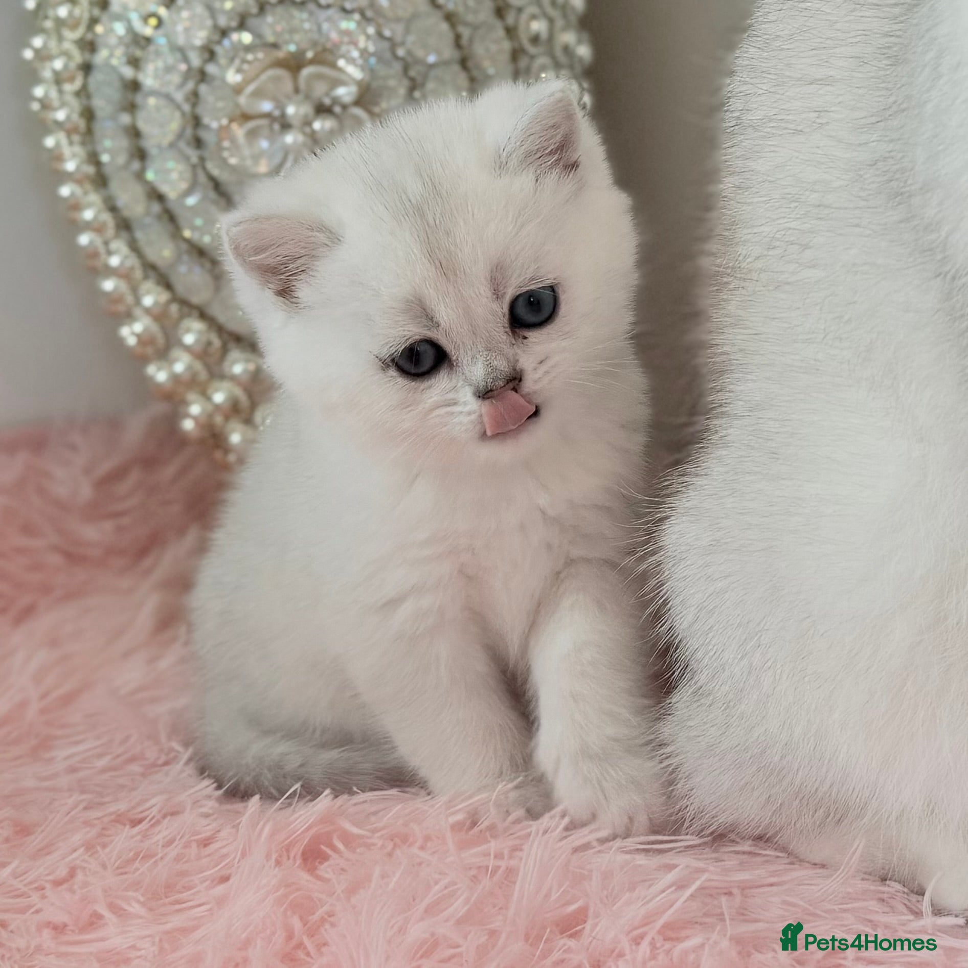 British Shorthair cats British Shorthair Chinchilla (Silver Shaded) boy  - Advert 2