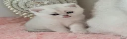 British Shorthair cats for sale: 😻TICA British Shorthair kittens 😻 - Advert 4