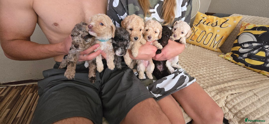 Standard Poodle dogs for sale: 7 Standard poodles for sale including 2 merle - Image 9