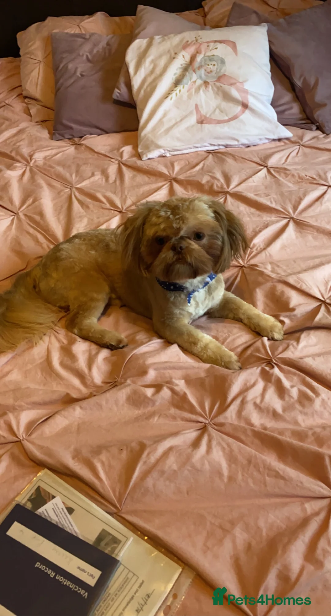 Shih Tzu dogs for stud: Imperial Shih Tzu Stud in Leeds - Advert 6