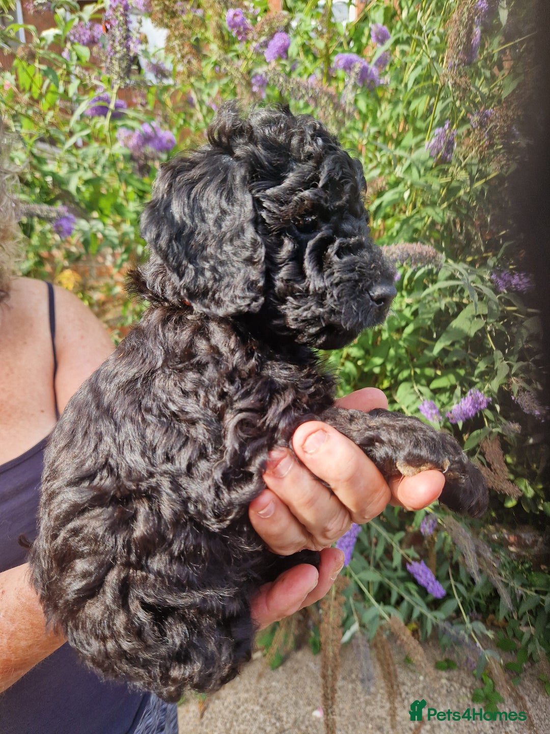 Cockapoo dogs for sale: EXCEPTIONAL HEALTH TESTED SHOW TYPE COCKAPOOS F1B - Image 25