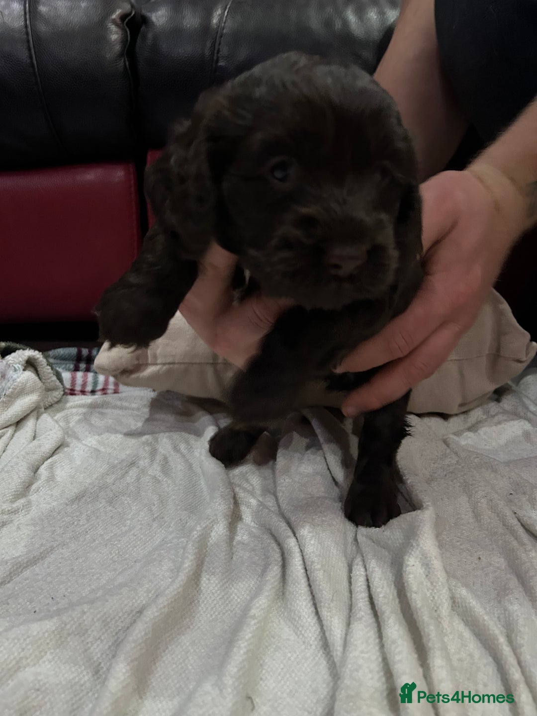 Cockapoo dogs for sale: Cockapoo male - Advert 4