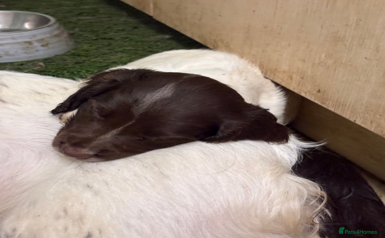 English Springer Spaniel dogs - Advert 2