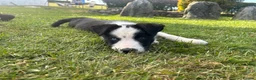 Border Collie dogs for sale: 5 beautiful, playful bordercollie puppies - Advert 10