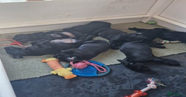 Labrador Retriever dogs - Advert 24