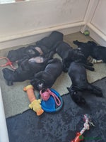 Labrador Retriever dogs - Advert 13