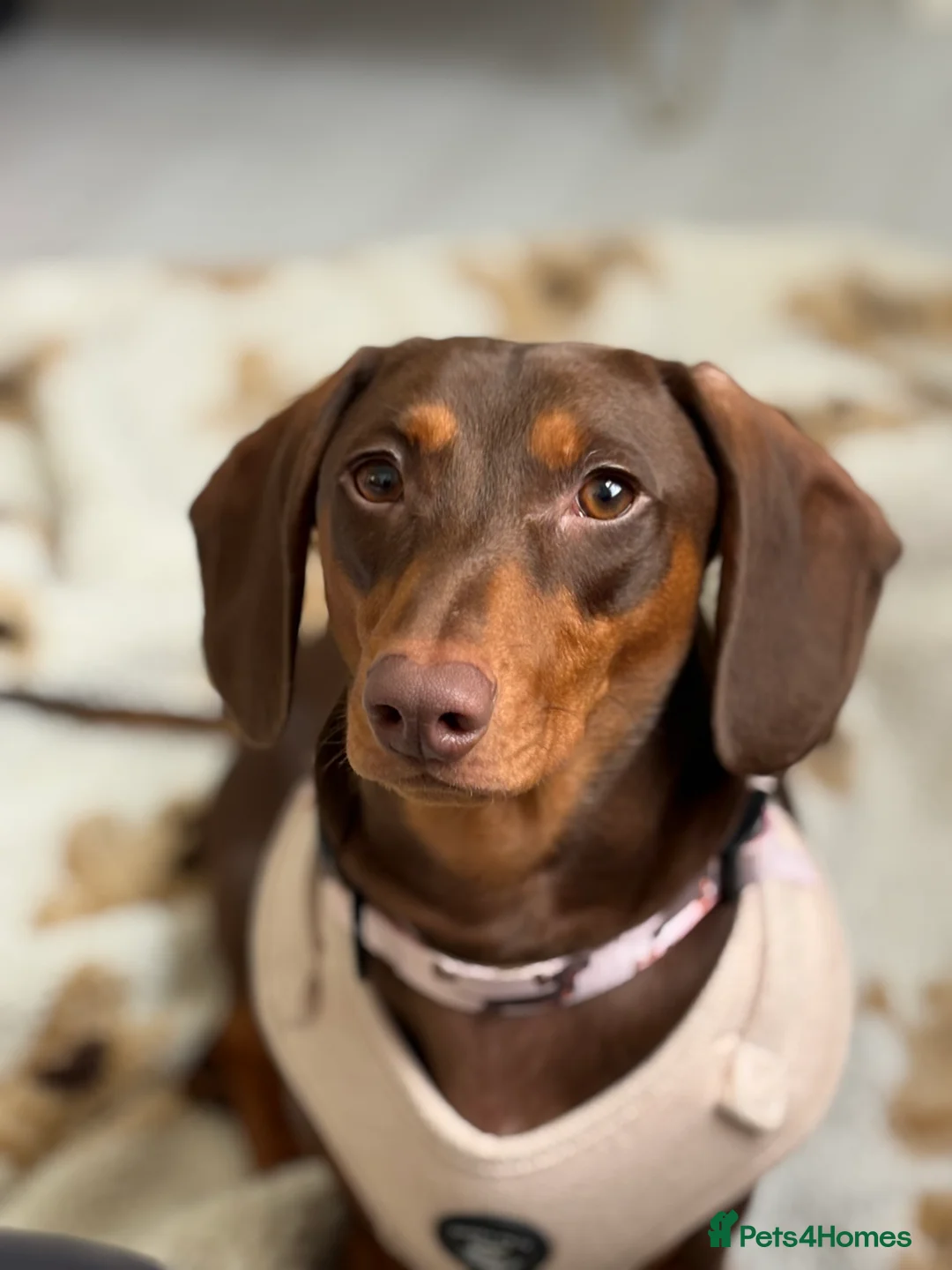 Dachshund dogs for stud: Dachshund Stud - Advert 1