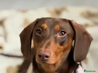 Dachshund dogs Dachshund Stud - Advert 5