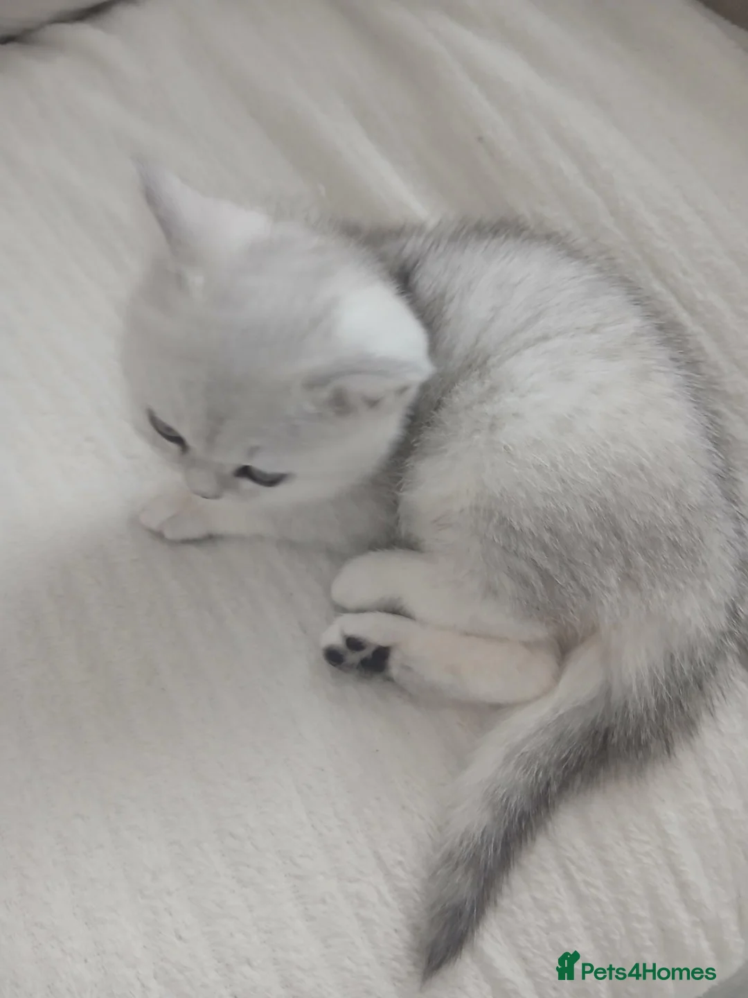 British Shorthair cats for sale: British short hair  - Advert 2