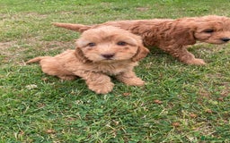 Cockapoo dogs for sale: ⭐️⭐️⭐️⭐️⭐️ F1 apricot Toy Cockapoo Puppies  - Image 7