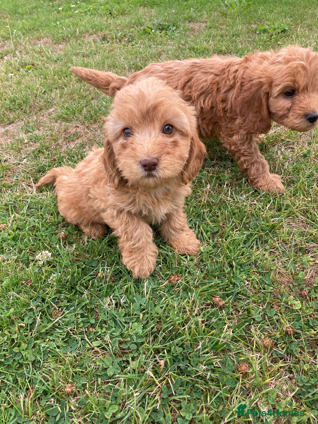 Cockapoo dogs for sale: ⭐️⭐️⭐️⭐️⭐️ F1 apricot Toy Cockapoo Puppies  - Image 7