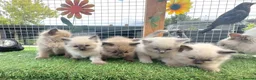 Ragdoll cats for sale: Full breed ragdoll kittens mink - Advert 11