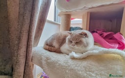 British Shorthair cats for sale: Retired fawn tortie + white British Shorthair  - Image 14
