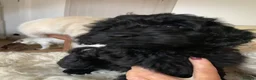Cockapoo dogs for sale: F1 cockapoo curly black boy - Advert 13