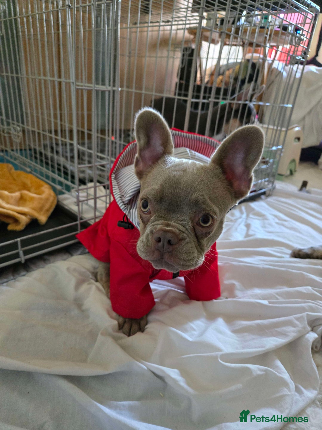 French Bulldog dogs for sale: 7 month Female French Bulldog  - Image 8