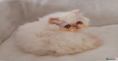 Persian cats Persian Kittens - Advert 4