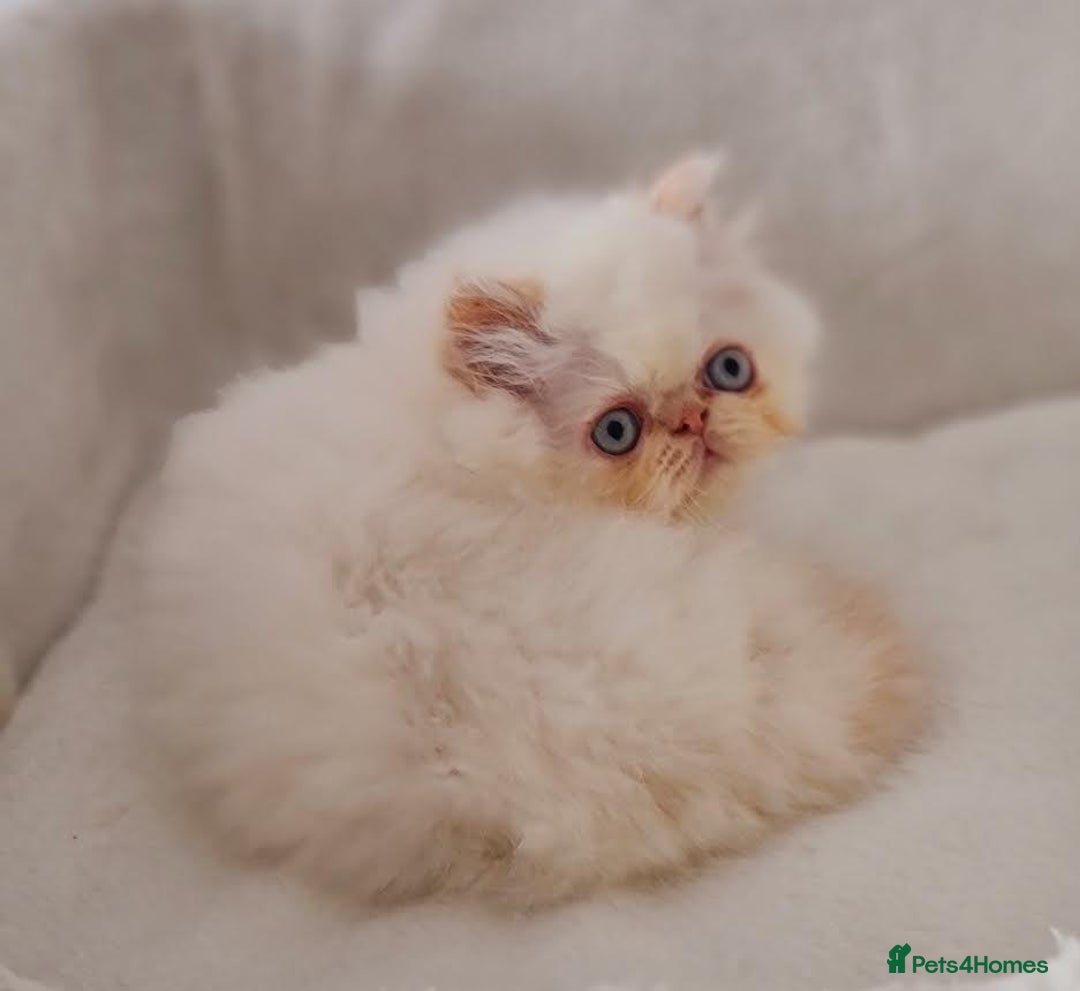 Persian cats for sale: Persian Kittens - Advert 3