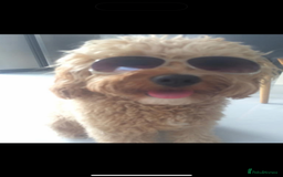 Cavapoo dogs for sale: Beautiful Health Tested F1 Cavapoos 🐶 - Image 33
