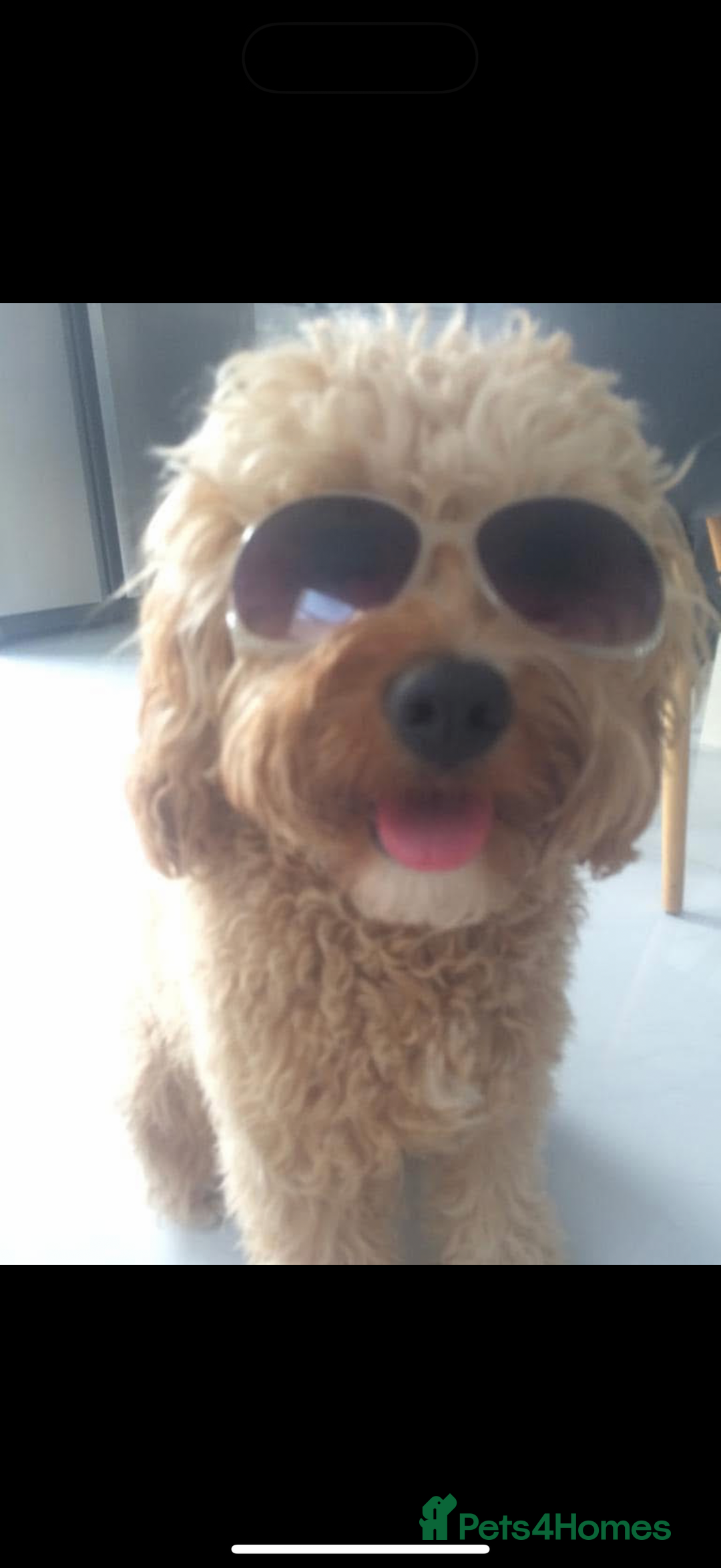 Cavapoo dogs for sale: Beautiful Health Tested F1 Cavapoos 🐶 - Image 33
