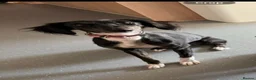 Lurcher dogs for sale: 4 beautiful girls looking for there forever homes  - Advert 6