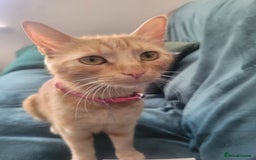 Mixed Breed cats for sale: Stunning kittens - Image 2
