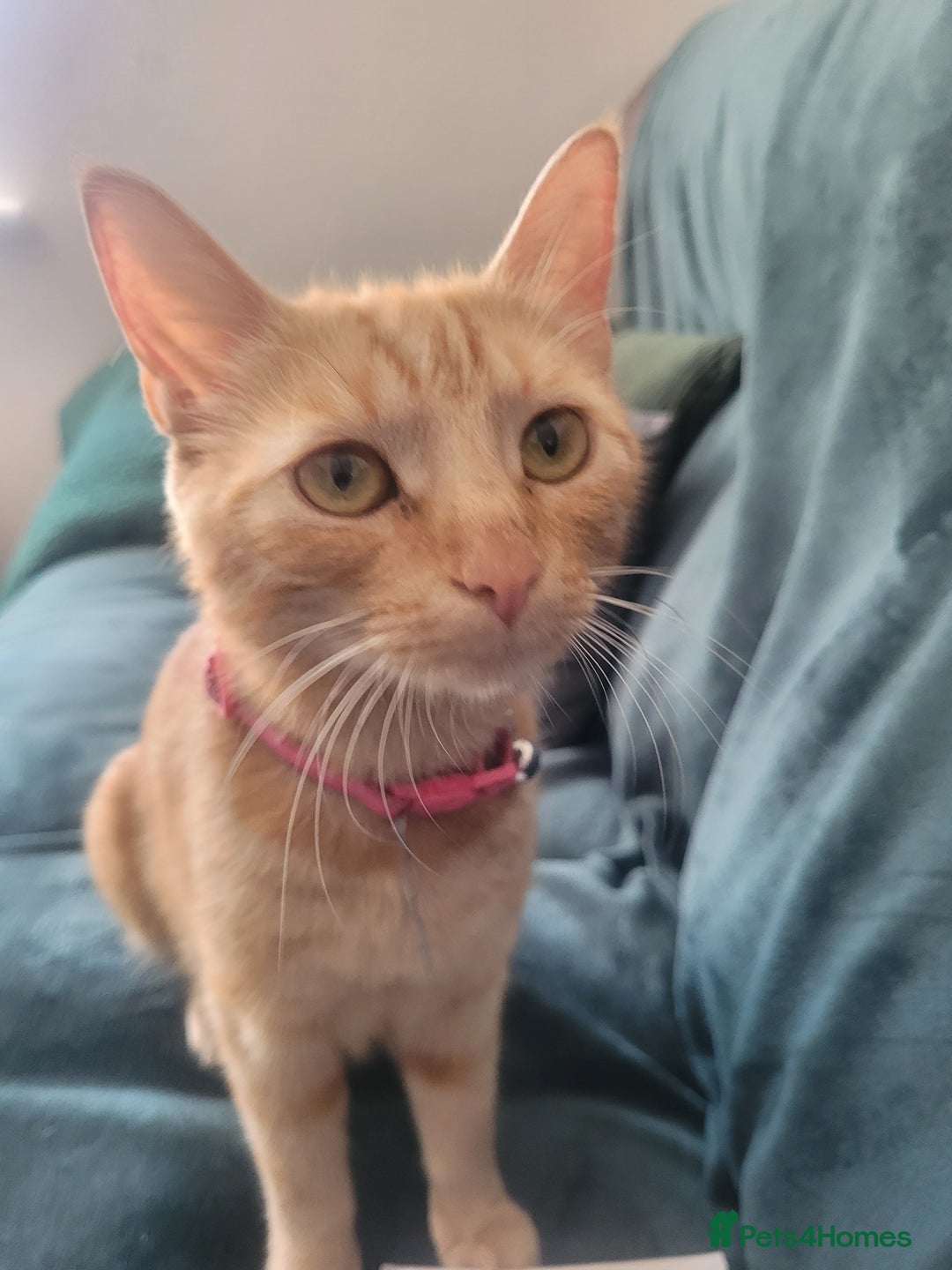 Mixed Breed cats for sale: Stunning kittens - Image 2