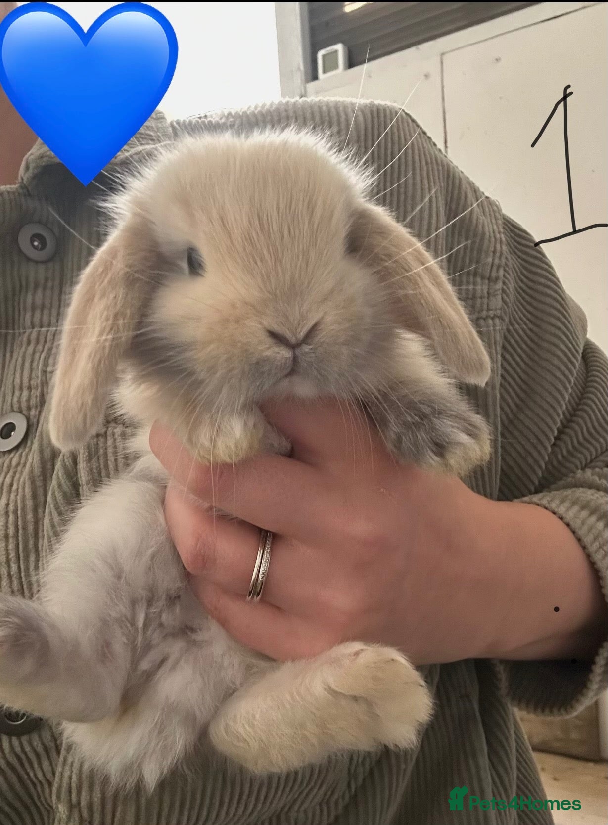French Lop rabbits Pure Bred French Lops - ready to reserve.  - Advert 15