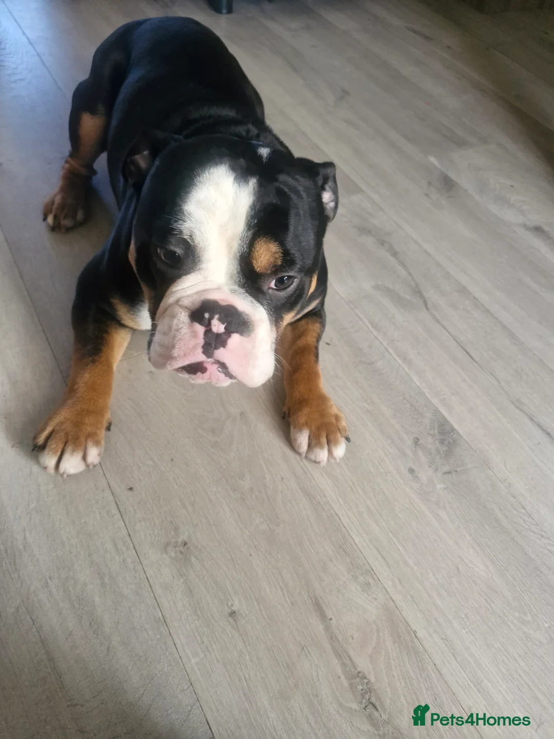 Mixed Breed dogs for sale: Presley - Advert 2