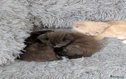 Mixed Breed cats for sale: Siamese/ragdoll/Scottish fold  - Image 18