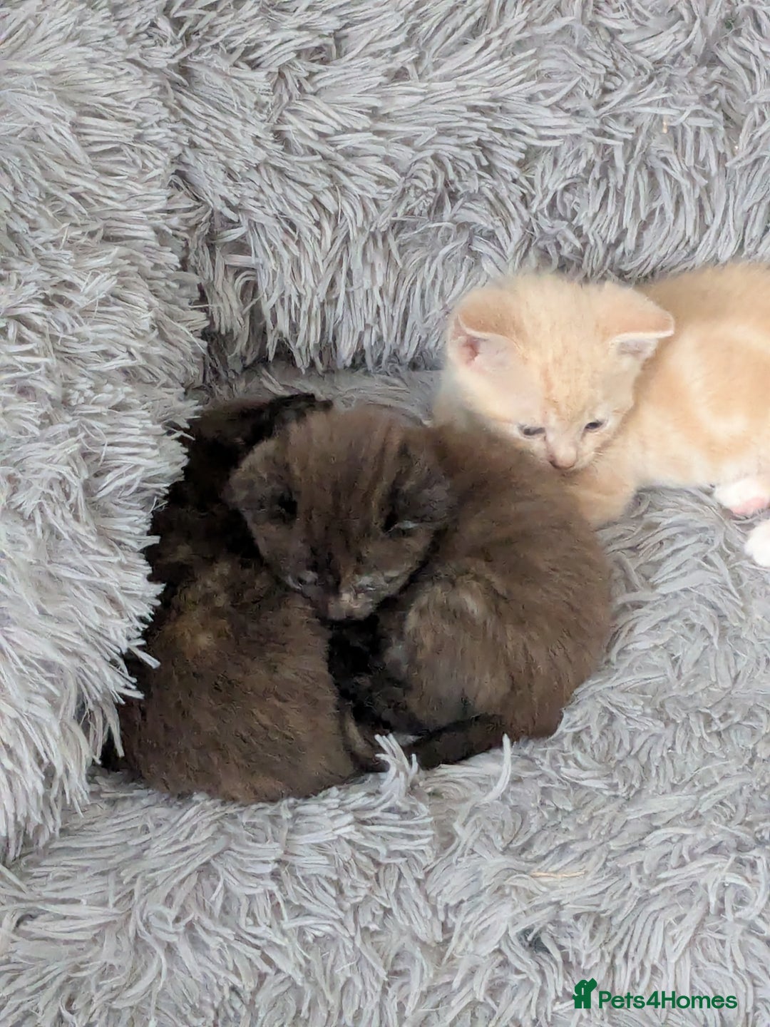 Mixed Breed cats for sale: Siamese/ragdoll/Scottish fold  - Image 18