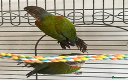 Conures birds for sale: CRIMSON BELLIED CONURE PAIR - Image 3