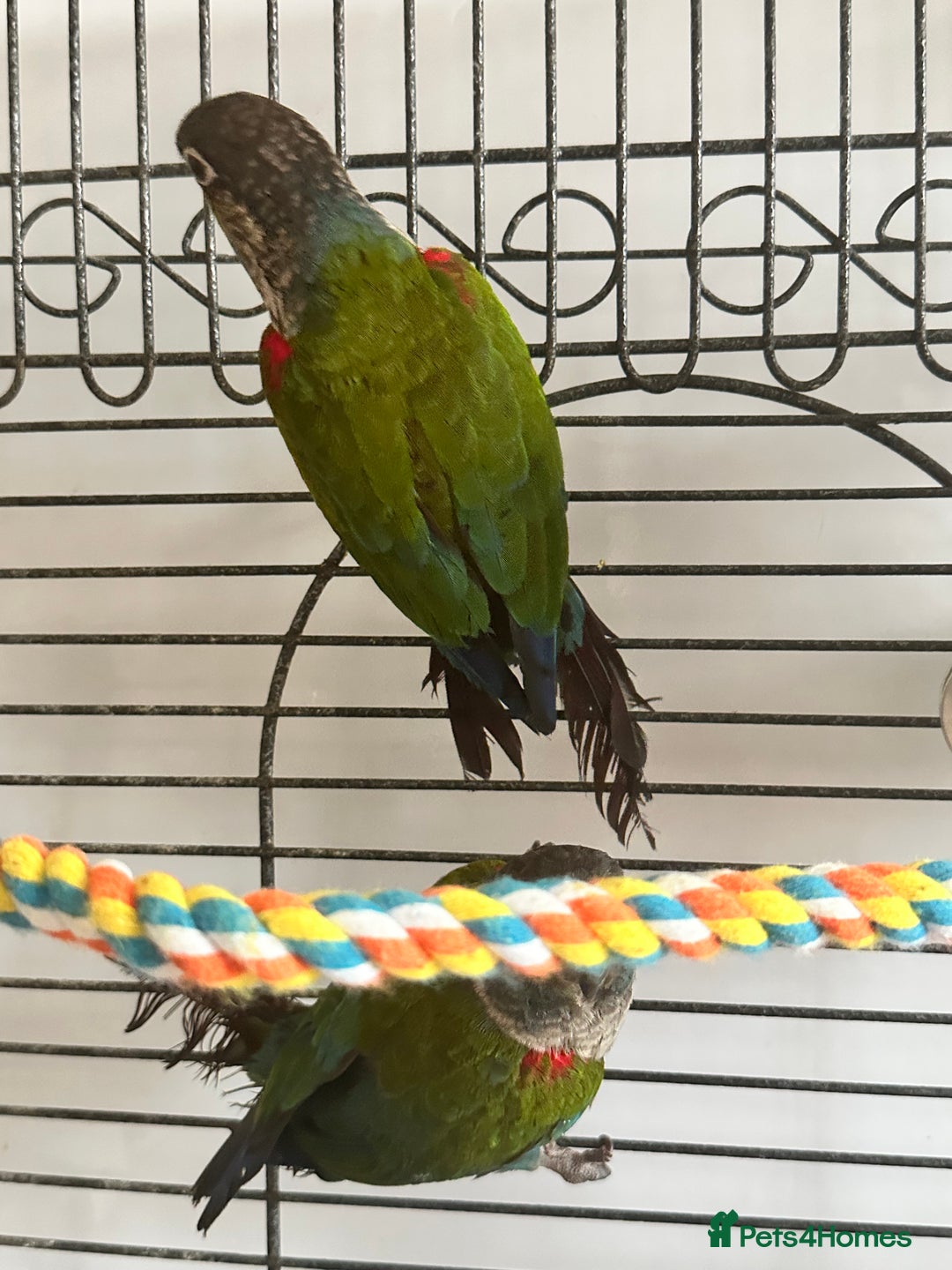 Conures birds for sale: CRIMSON BELLIED CONURE PAIR - Image 3