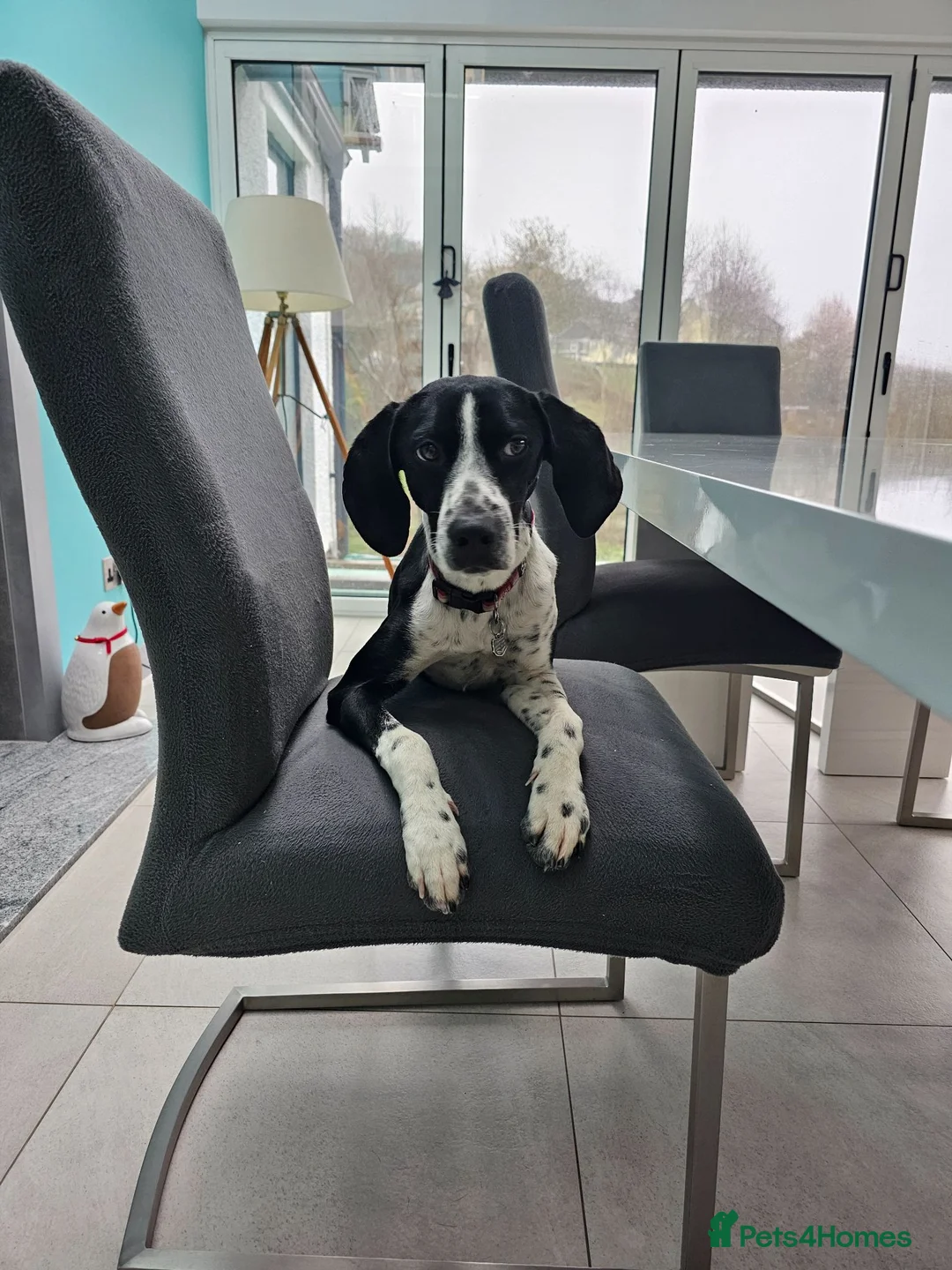 Pointer dogs for sale: Beautiful Pointer 18 months - Advert 2