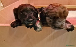 Goldendoodle dogs for sale: Gorgeous mini F1 goldendoodles - Image 19