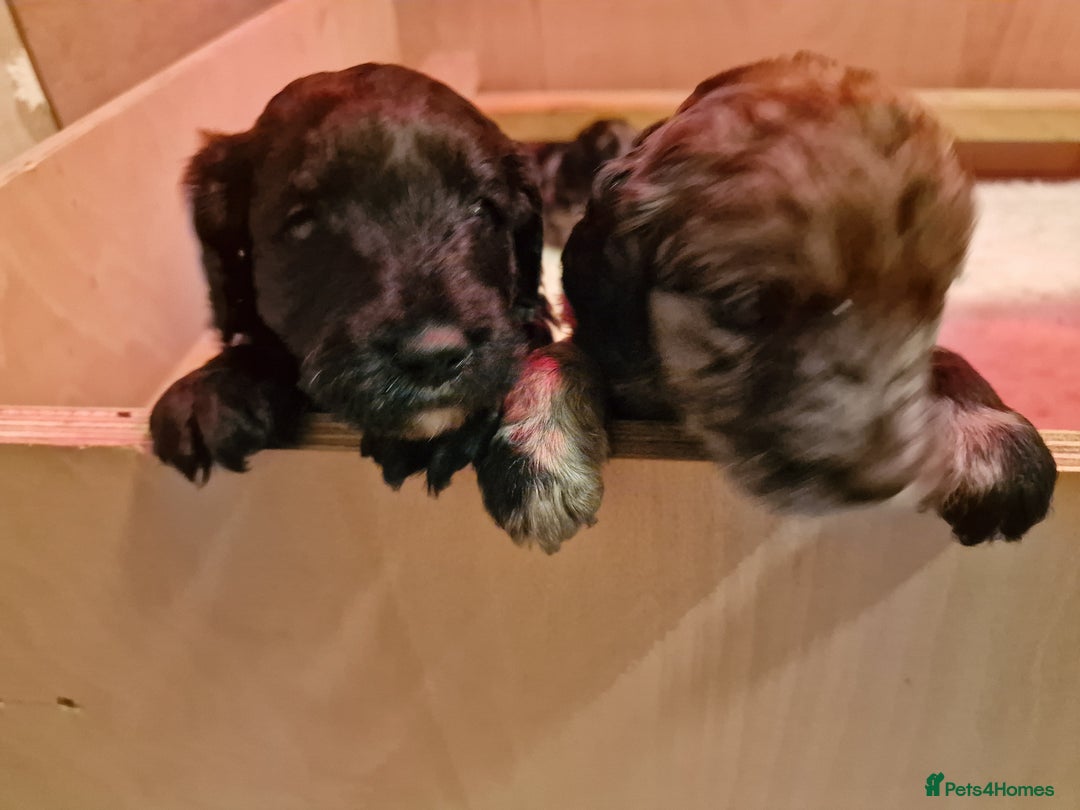 Goldendoodle dogs for sale: Gorgeous mini F1 goldendoodles - Image 19