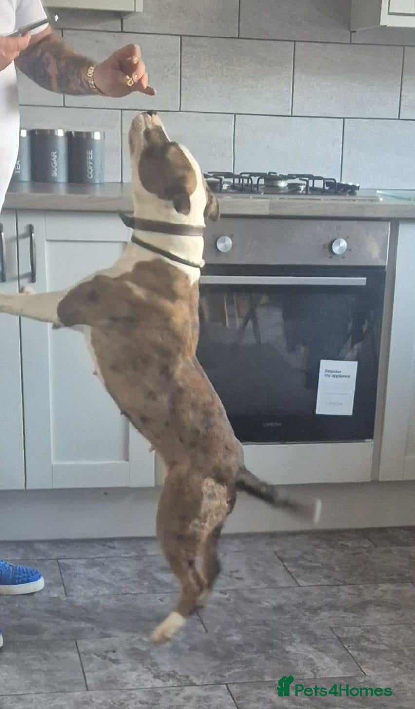 Mixed Breed dogs English bull terrier x staffordshire bull terrier  - Advert 2