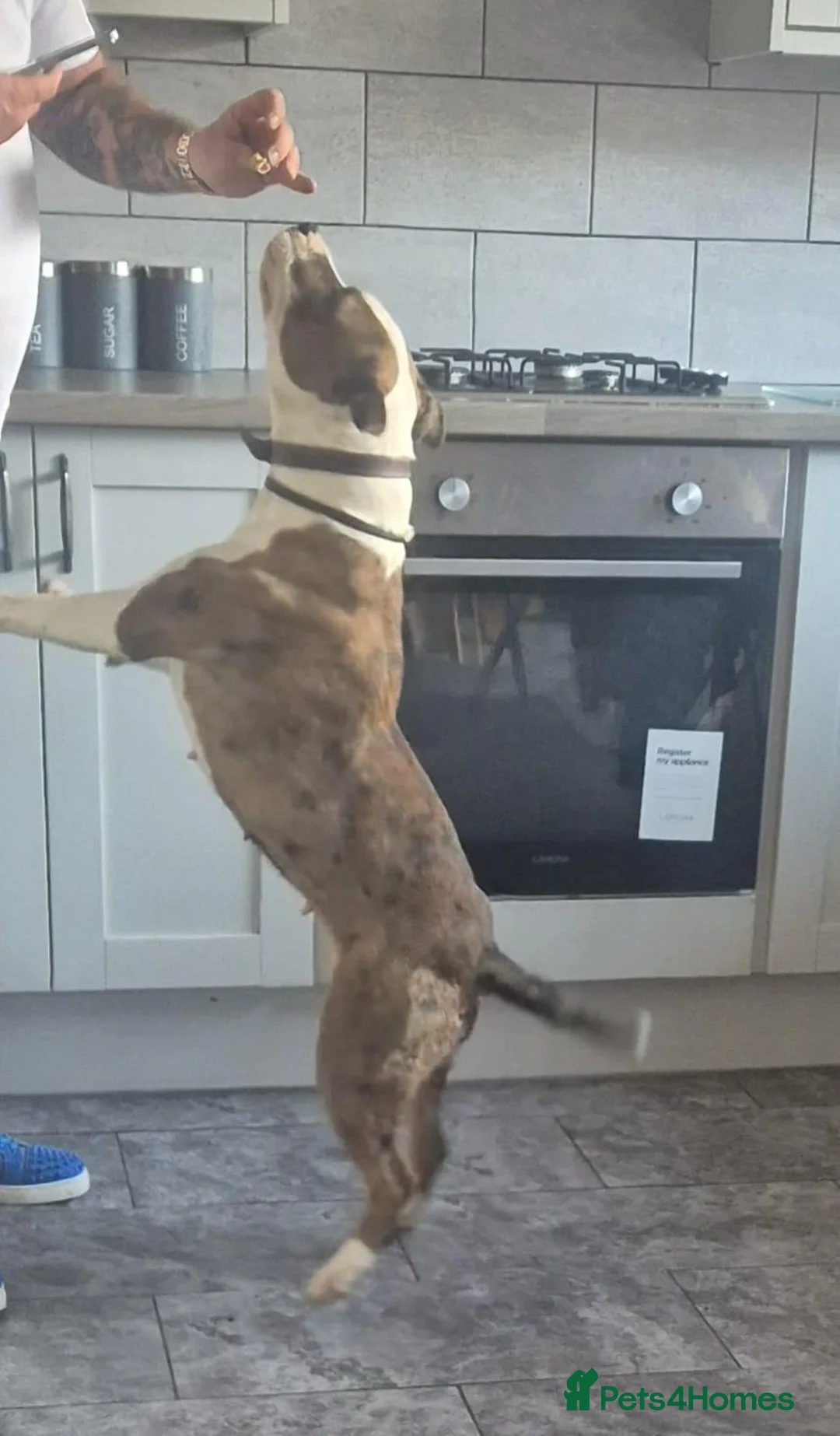 Mixed Breed dogs for sale: English bull terrier x staffordshire bull terrier  in Ebbw Vale - Advert 1