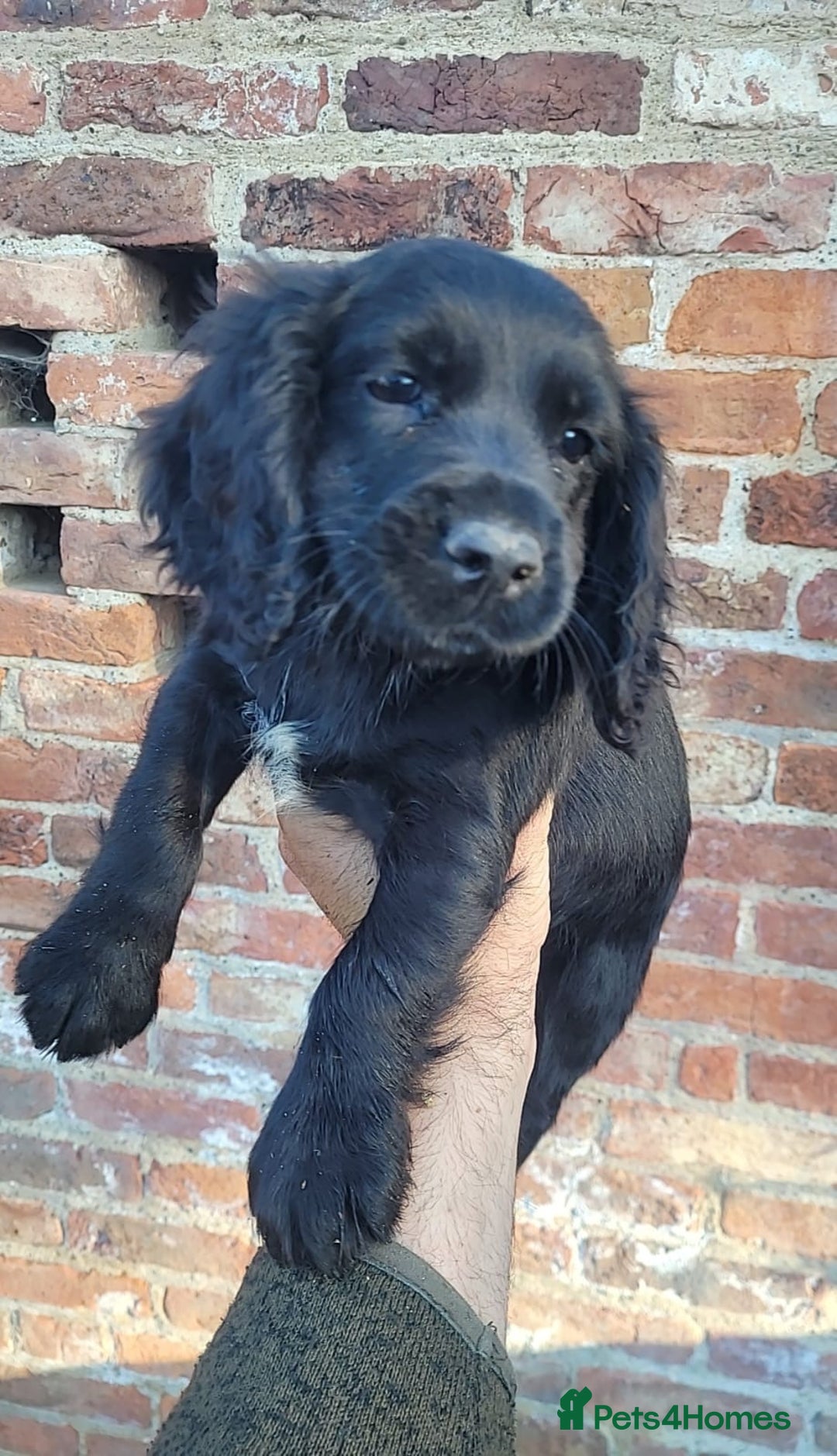 Cocker Spaniel dogs for sale: Stunning cocker spaniel puppies  - Image 5