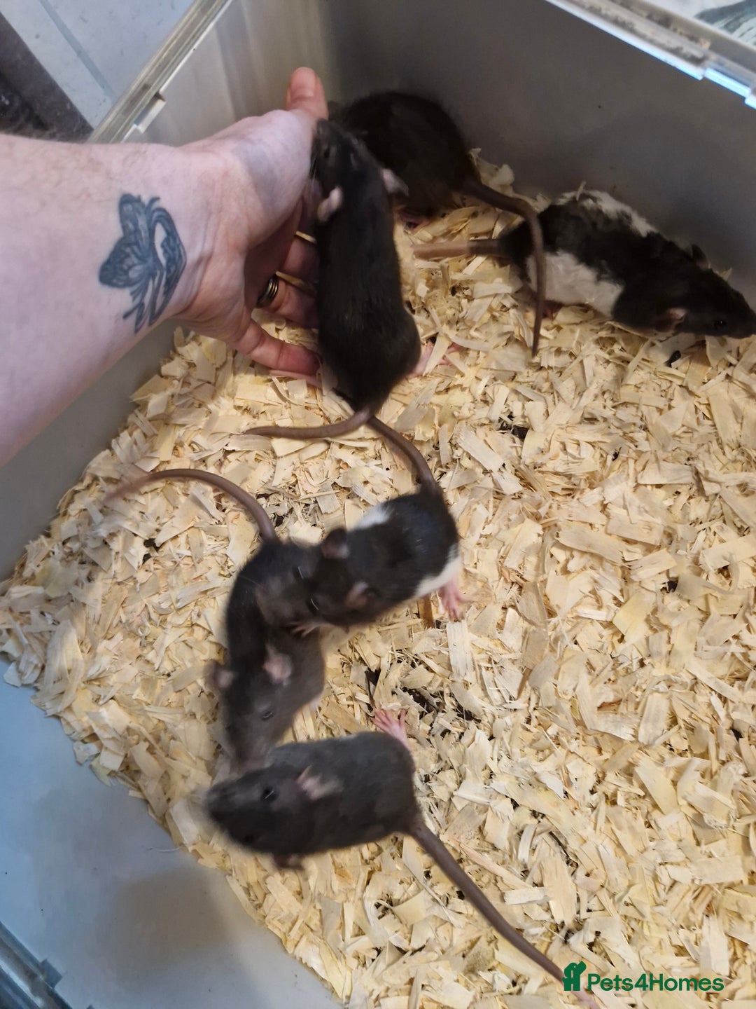 Rat rodents for sale: 6 beautiful Female Rats - Image 15