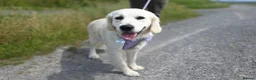 Golden Retriever dogs for sale: Golden Retriever female  in Llanelli - Advert 4