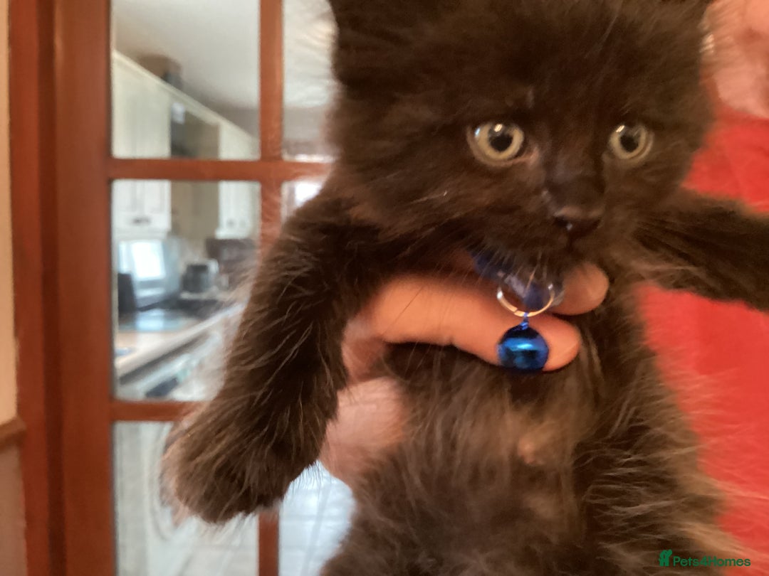 Ragdoll cats for sale: Beautiful Maine Coon, Tabby Cross kittens - Image 11