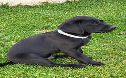 Labrador Retriever dogs for sale: Black Labrador Retriever - Image 13