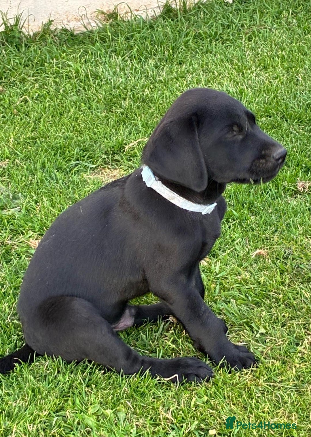 Labrador Retriever dogs for sale: Black Labrador Retriever - Image 13