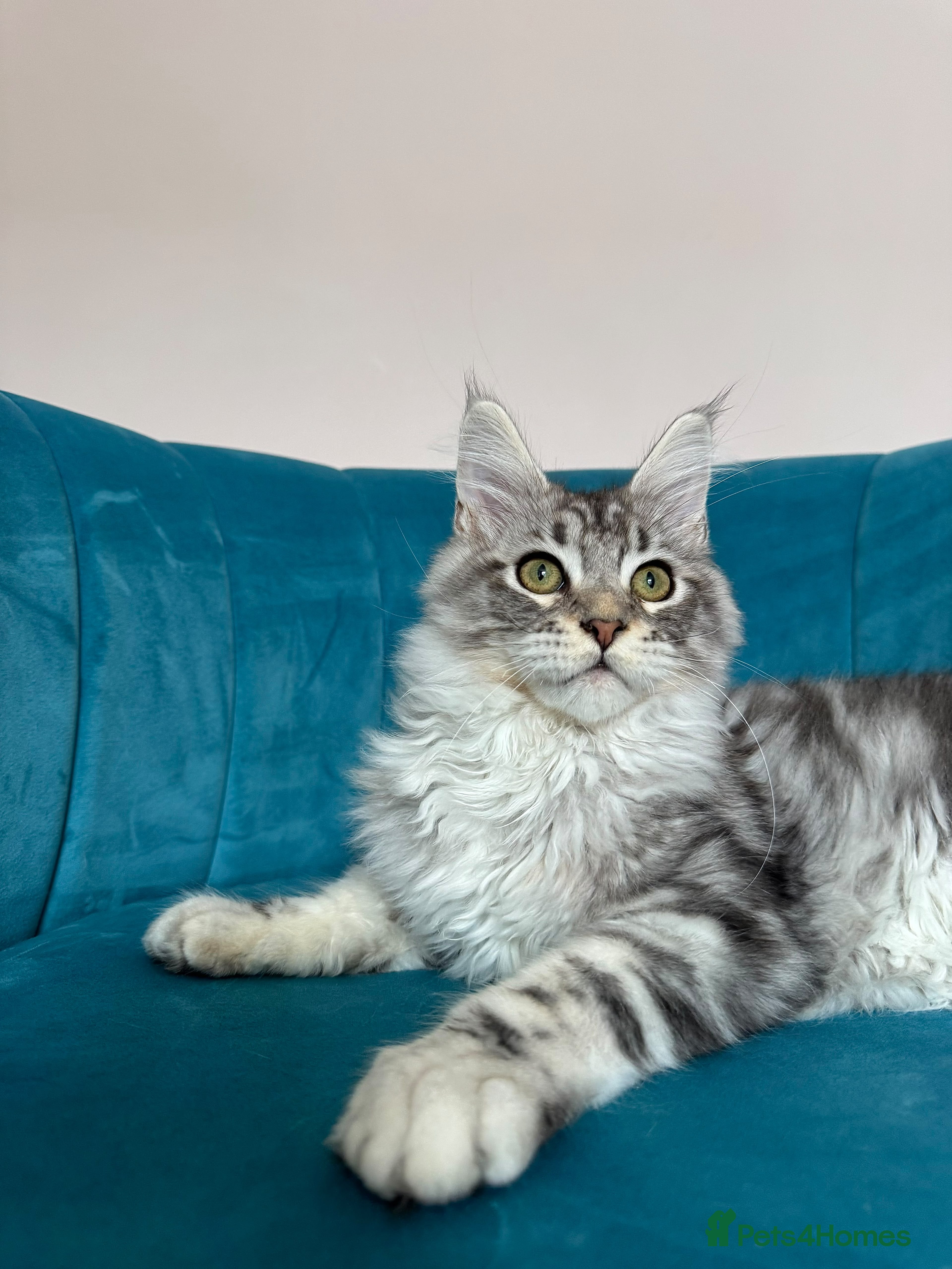 Maine Coon cats TICA Pedigree Registered Maine Coon Kittens - Advert 2