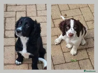 Cocker Spaniel dogs Ready now 2 boys!! kc reg working cocker spaniel - Advert 1