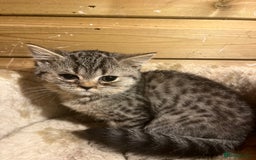 British Shorthair cats for sale: Ready now. Beautiful blue British shorthairs  - Image 11