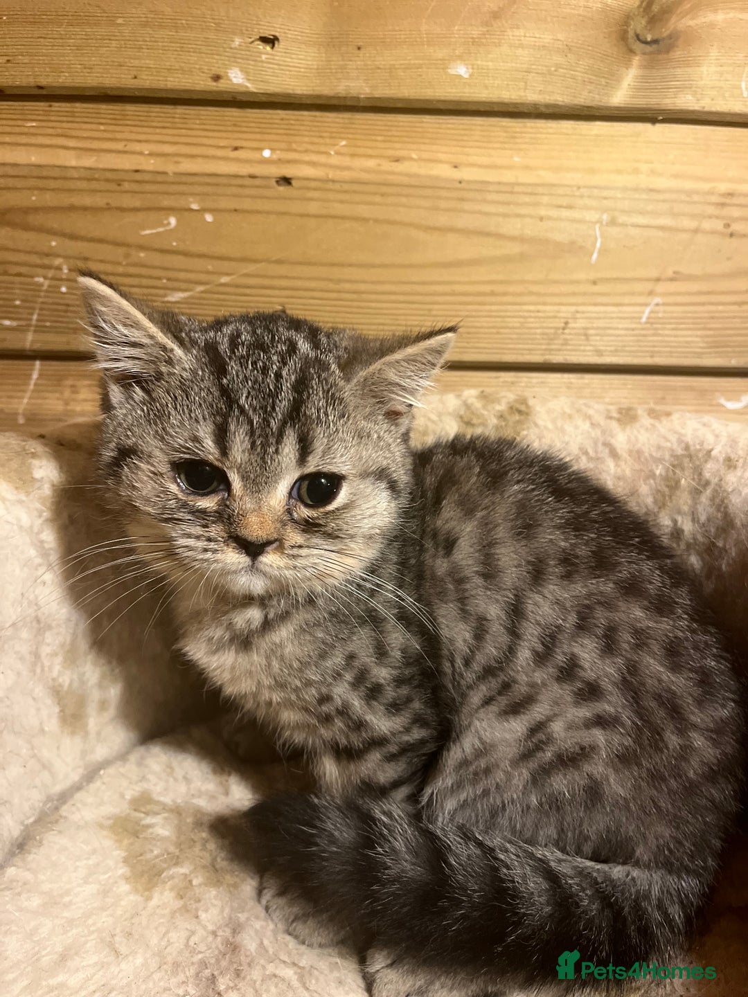 British Shorthair cats for sale: Ready now. Beautiful blue British shorthairs  - Image 11